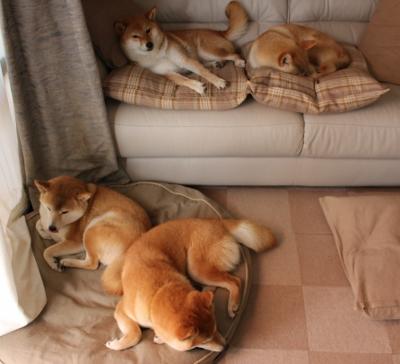 雄鹿大胜森林狼，安特托昆博全能表现坐镇亚军位置，alex 安特托昆博