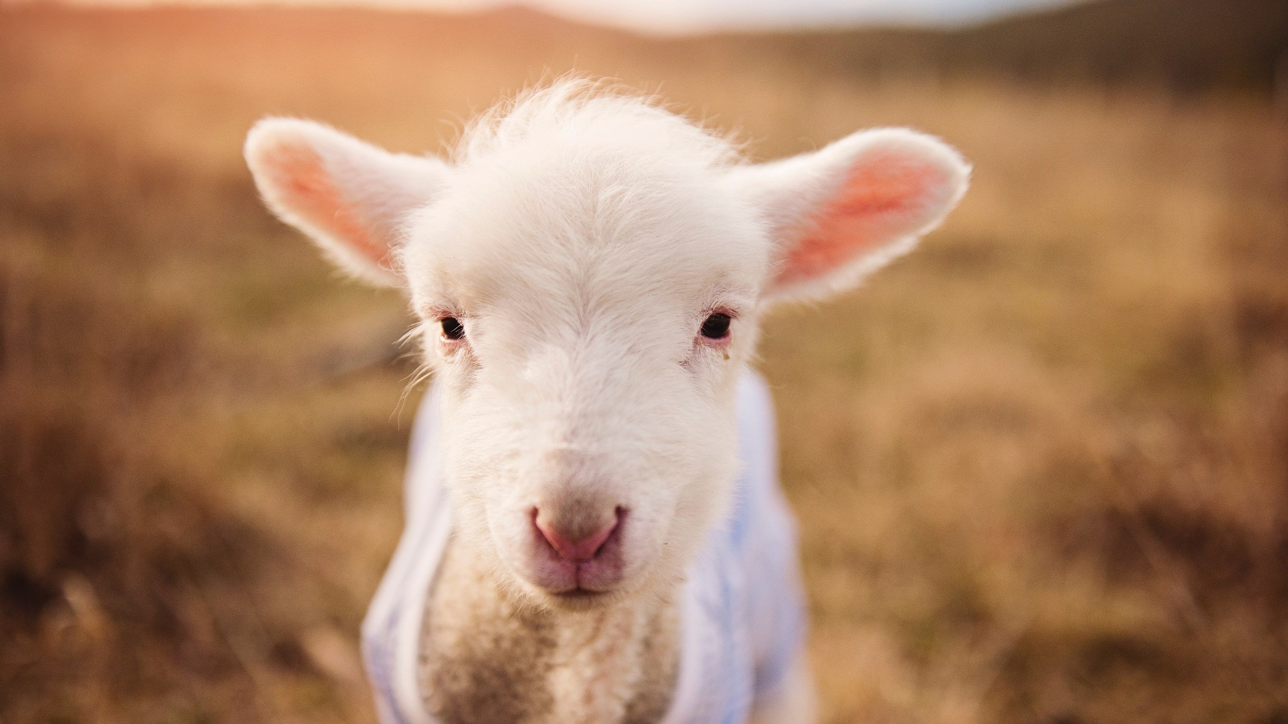 “舞步疾风,挑战极限!金牛区城北体育馆成全球运动舞蹈高手的竞技舞台”