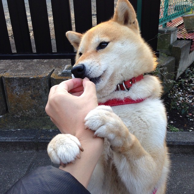 伯恩利青训人才辈出,克拉文公园期待复兴,伯恩利引援