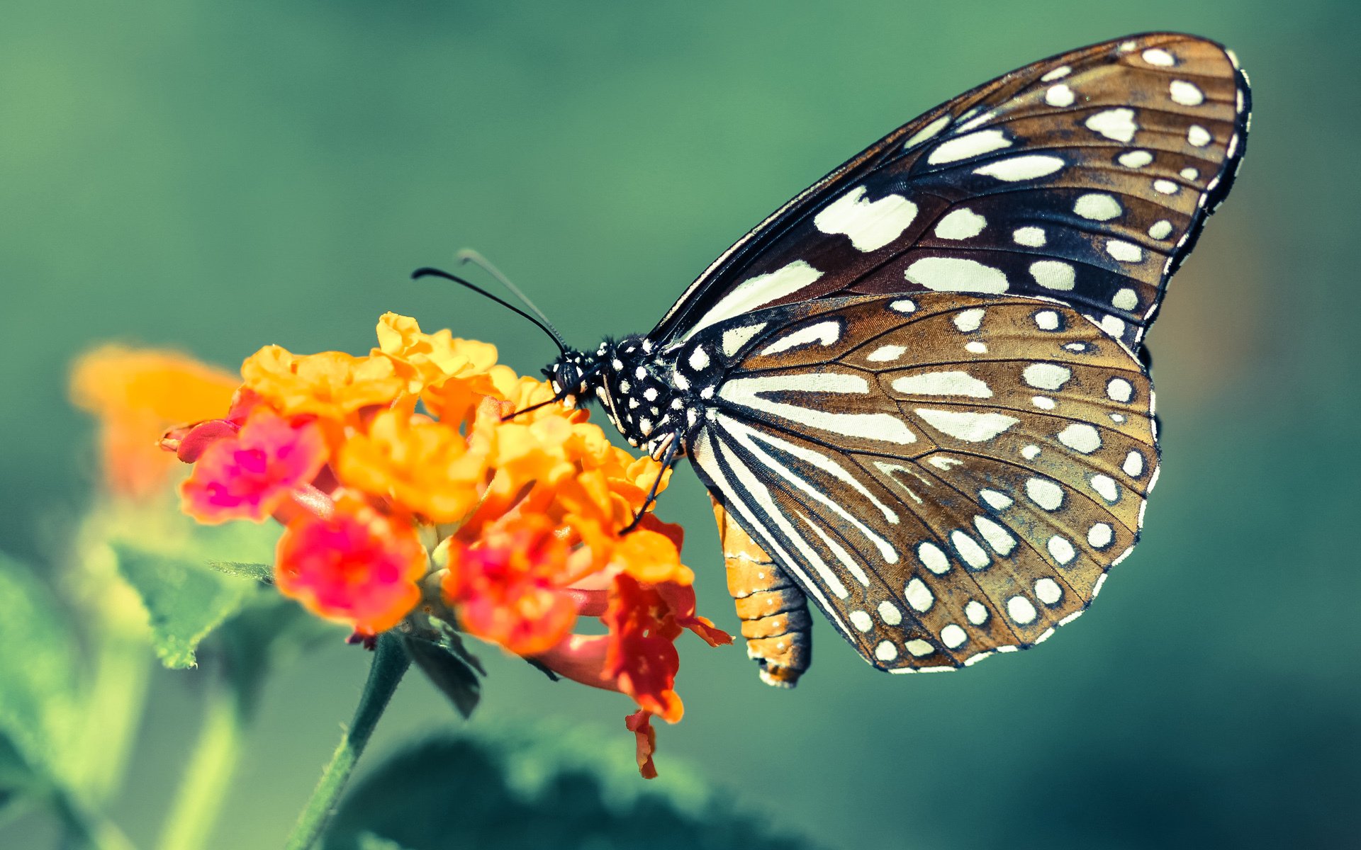 爱游戏平台-格鲁吉亚女篮在欧洲锦标赛中成长迅速，期待更好突破，格鲁吉亚参加过欧洲杯吗