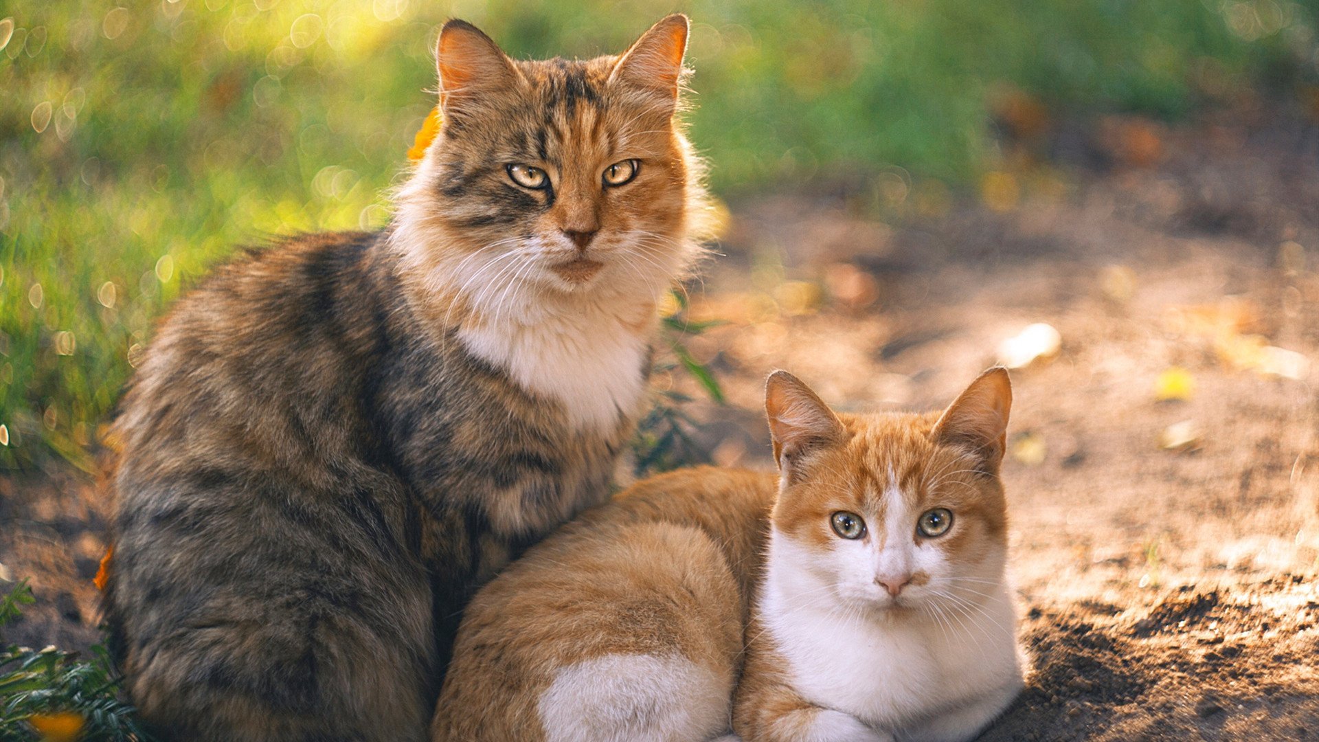 爱游戏体育（AYX）官方APP下载-欧洲杯战局变化：策略、突破、奇迹不断！，欧洲杯的局势