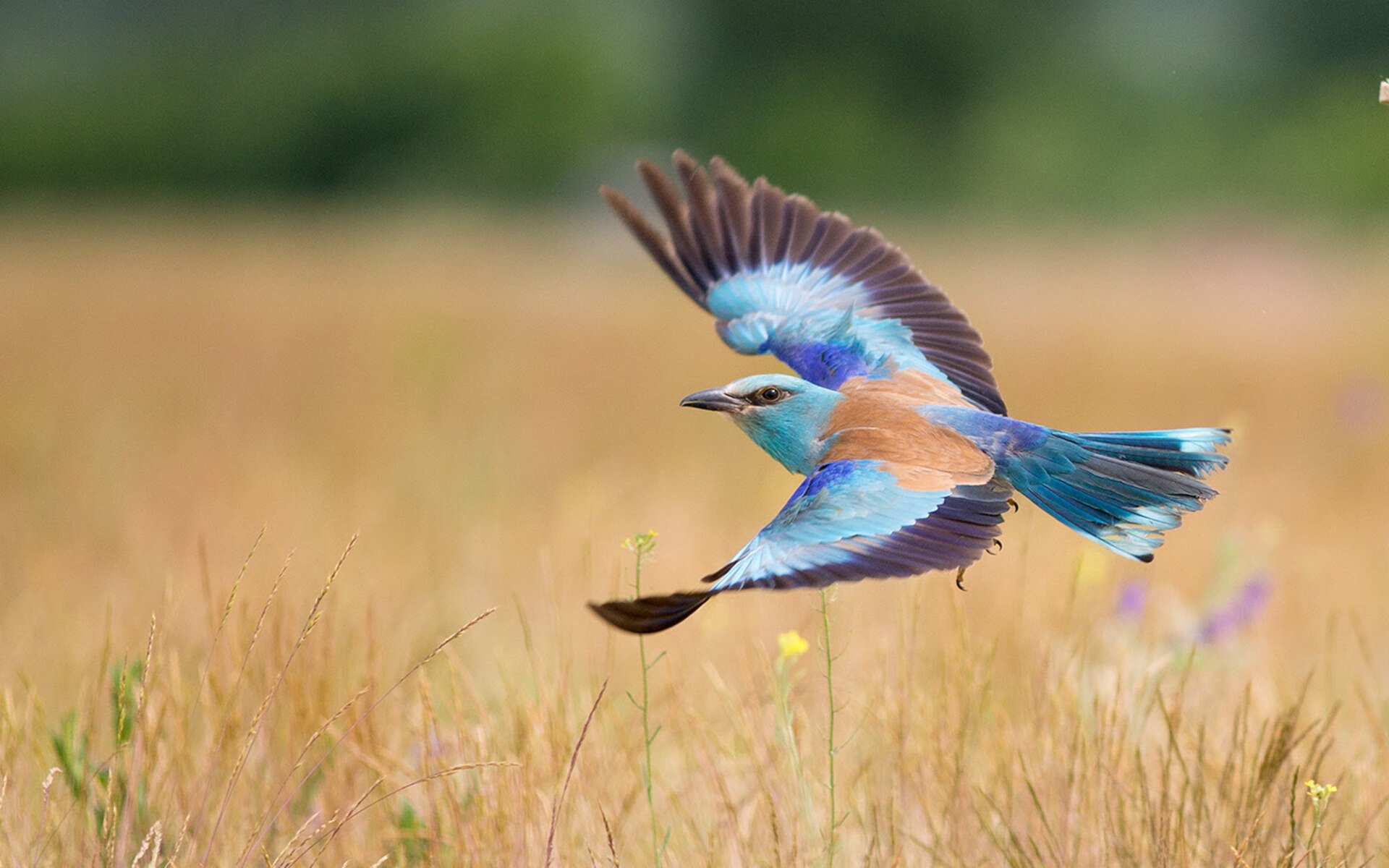 篮球运动员专项体能训练个性化方案设计,篮球专项体能的训练方法及个人锻炼目标