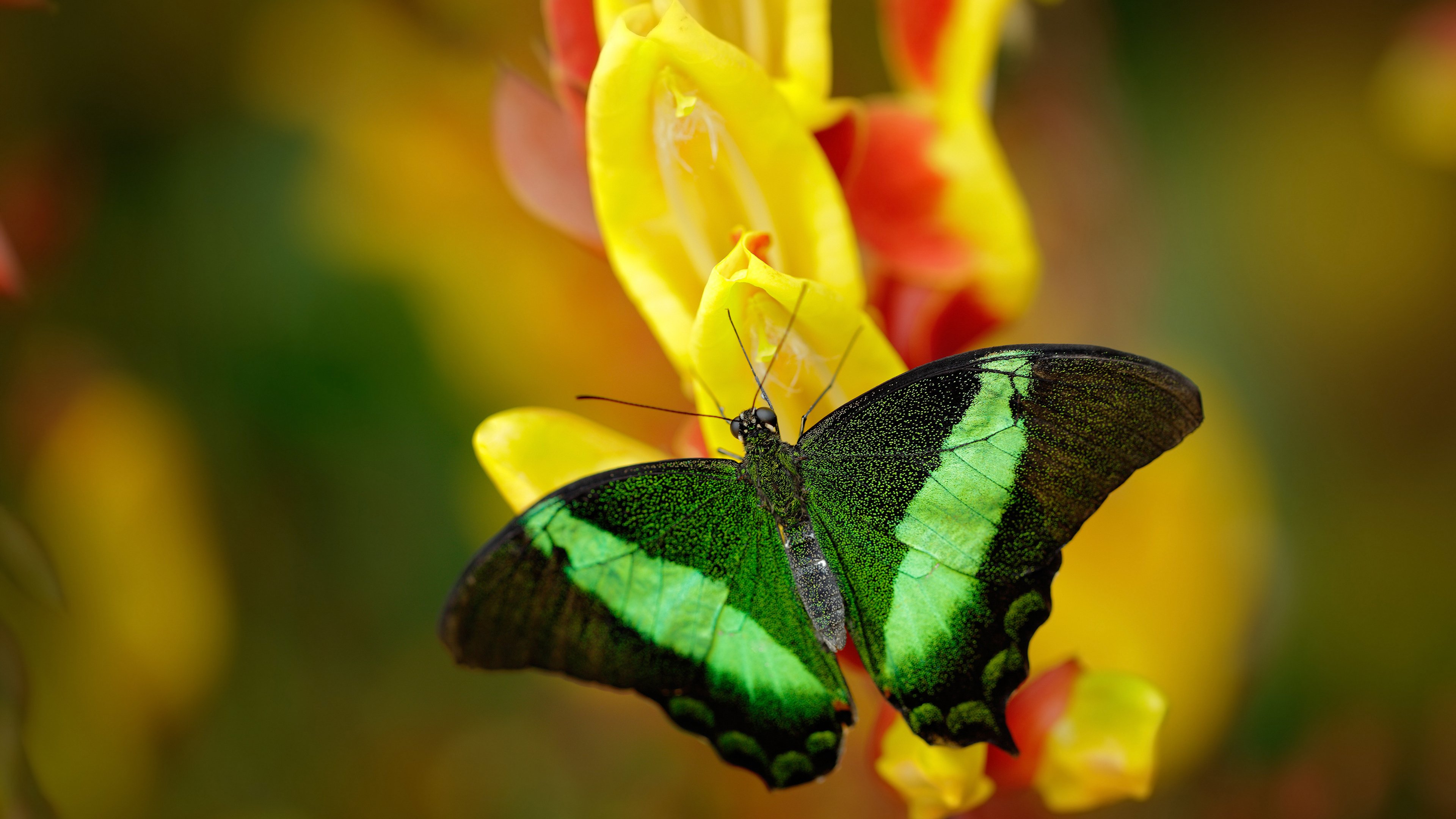 法甲豪门激斗:变阵、突破、得分一气呵成,法甲豪门球队