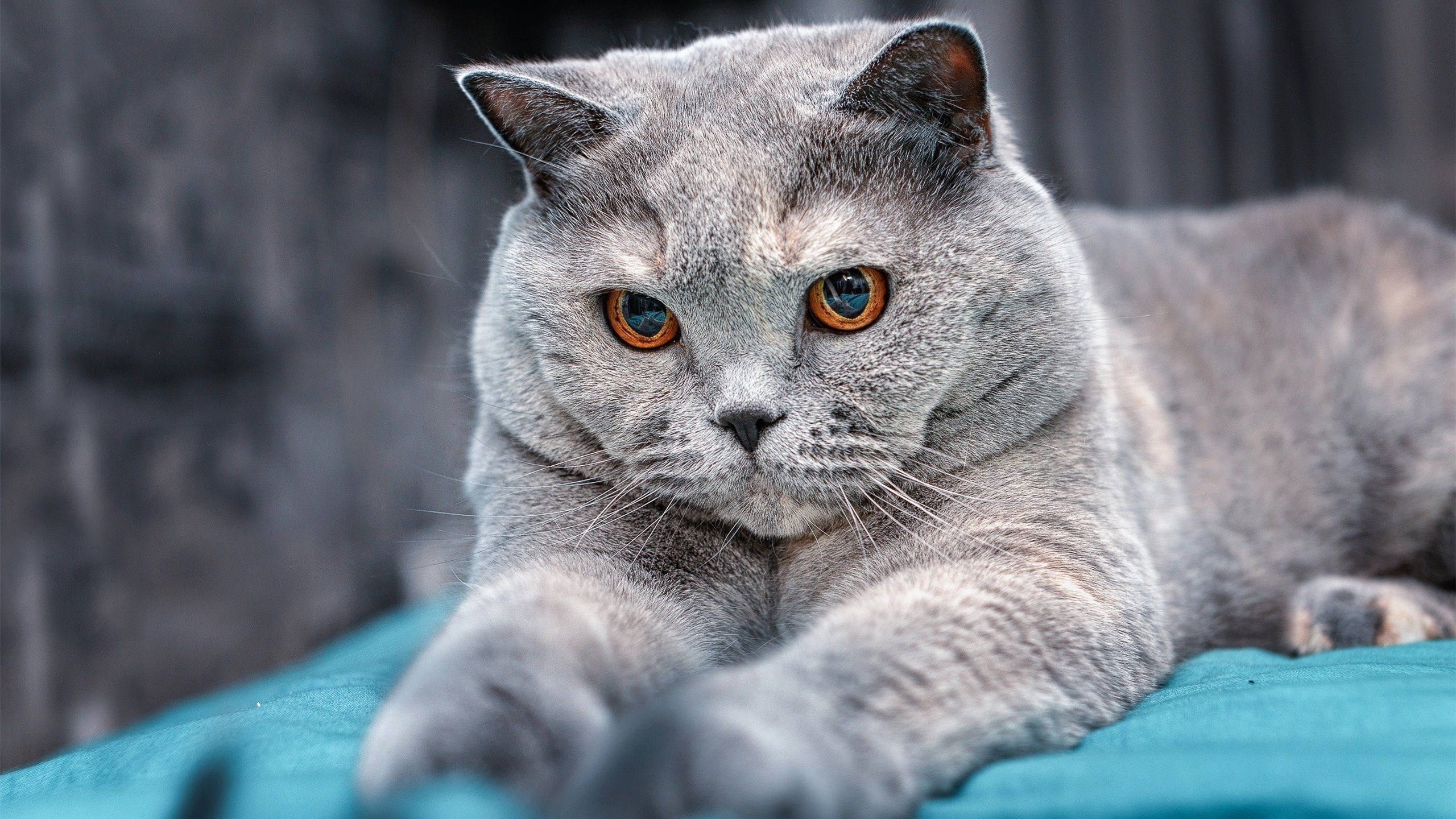 青训发展引入家庭陪伴机制强化心理支持体系，青训发展引入家庭陪伴机制强化心理支持体系