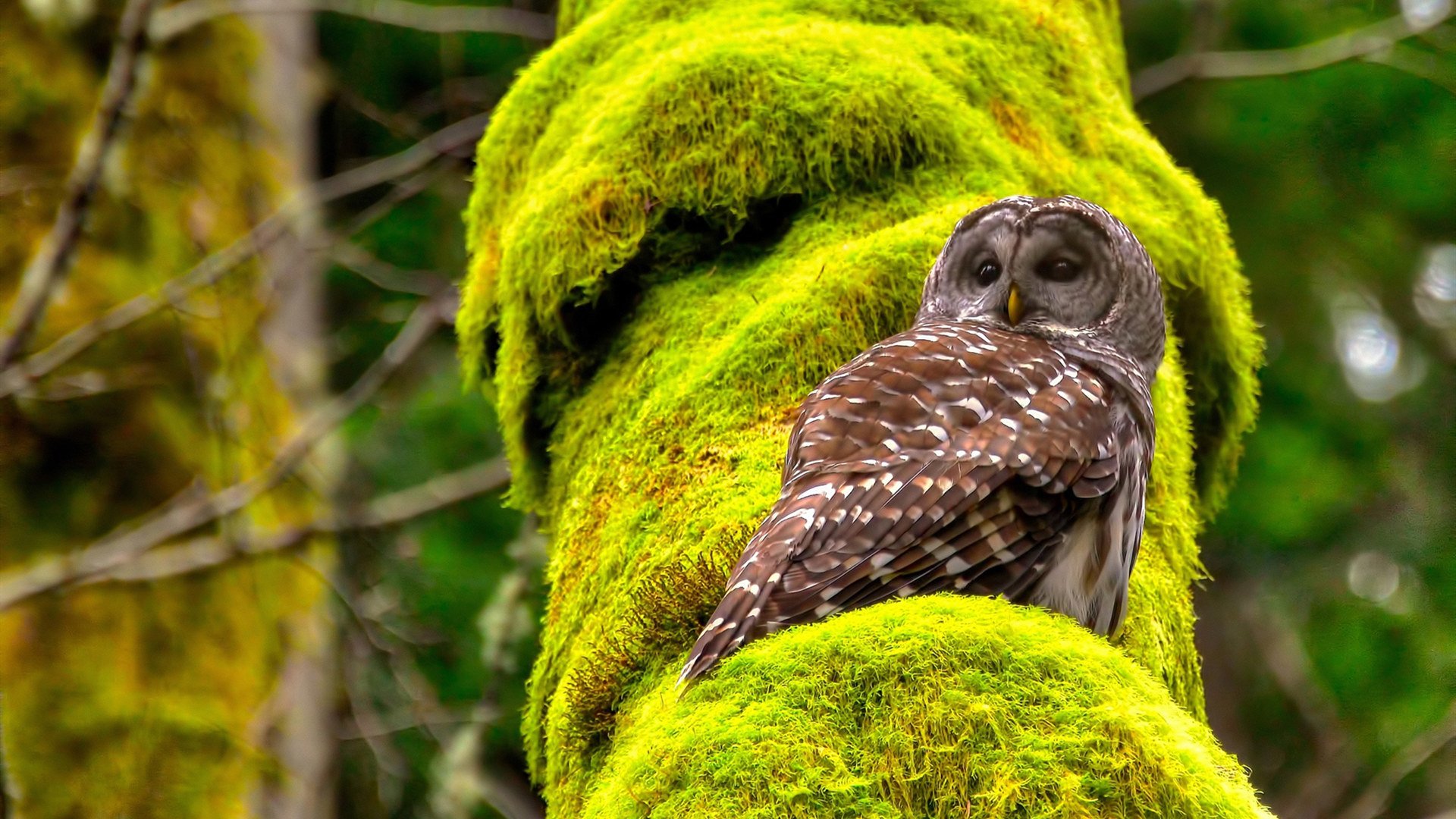 “中国泳坛新星彭尤：蝶泳自由泳双项进步神速”