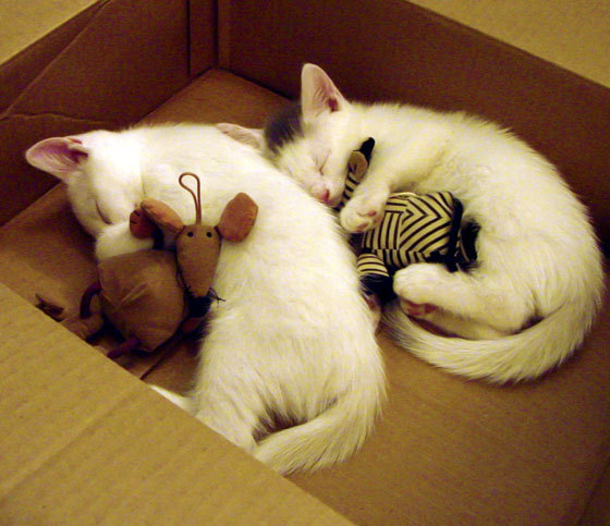 爱游戏娱乐网址-中国男篮苦战四节惜败 球迷鼓励不放弃，中国男篮55分惨败