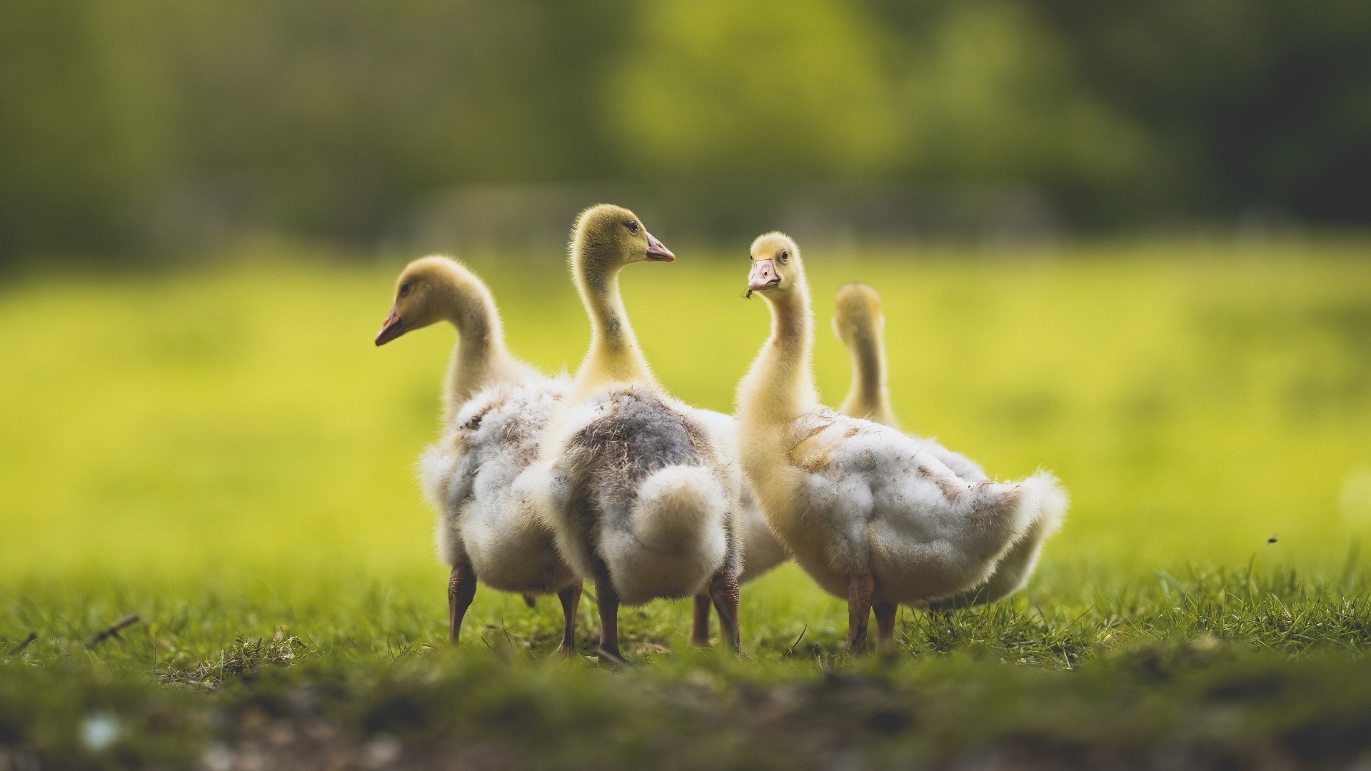 中国男篮苦战四节惜败 球迷鼓励不放弃，中国男篮55分惨败