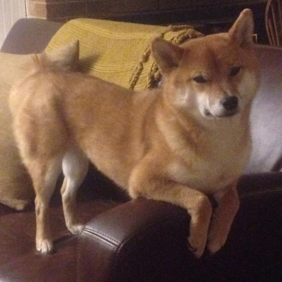 爱游戏app下载-中国香港队的奋力拼搏：国际乒联混合团体世界杯中令人印象深刻的表现