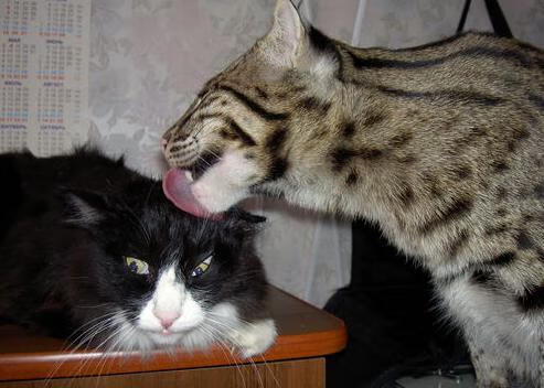 传控型中场是否更适合面对高压对抗型对手，传控打法和防守反击