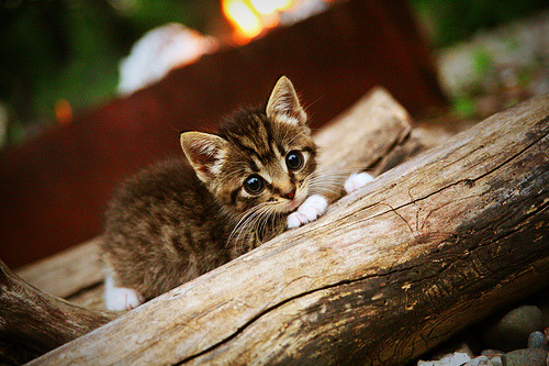 仰泳双线作战 德国稳步前行，双旭教仰泳第四课